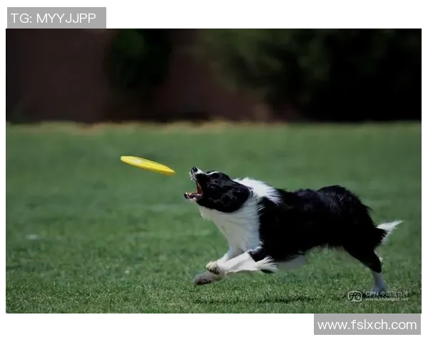 飞盘战术解析：深入探讨北京飞盘队的区域防守策略与实践